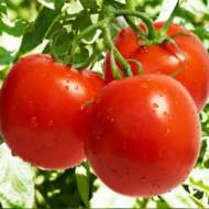 Томат Солероссо F1