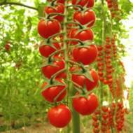Томат Сомма F1 за 10 сем.
