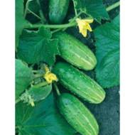 Огурец Журавленок F1 за 0,5 г