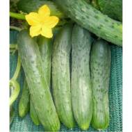Огурец Зозуля F1 за 10 сем.