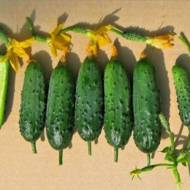Огурец Зятек F1 за 10 сем.
