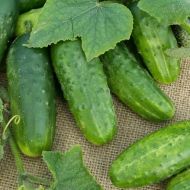 Огурец Изид F1 за 0,5 г
