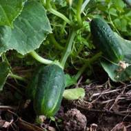 Огурец Китайский эльф за 0,5 г