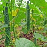 Огурец Китайский жаростойкий за 0,5 г