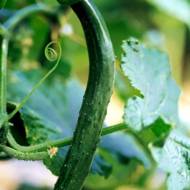 Огурец Китайские змеи за 0,5 г