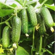 Огурец Кибрия за 10 сем.