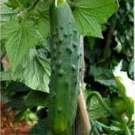 Огурец Конкурент за 1 г