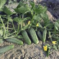 Огурец Криспина F1