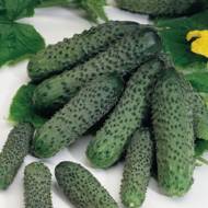 Огурец Кузнечик F1 за 10 сем.