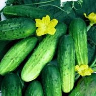 Огурец Кум и кума за 20 сем.