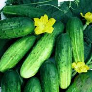 Огурец Кум и кума за 20 сем.