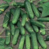 Огурец Левина F1 за 0,25 г