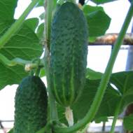 Огурец Маринда F1 за 10 сем.