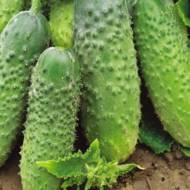 Огурец Муравей F1 за 0,5 г