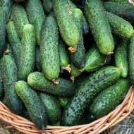 Огурец Невеста F1 за 10 сем.