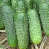 Огурец Паркер F1 за 10 сем.