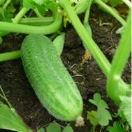 Огурец Ребятки с грядки F1 за 0,5 г
