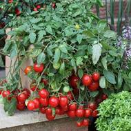 Томат комнатный Линда за 0,1 г