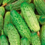 Огурец Родничок F1 за 0,5 г