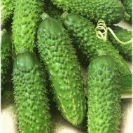 Огурец Руфус F1 за 20 сем.