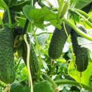 Огурец Сын полка F1 за 0,5 г