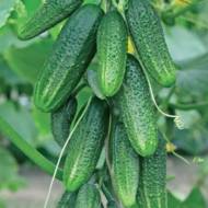 Огурец Соседу на зависть F1 за 10 сем.
