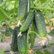 Огурец Теща F1 за 10 сем.