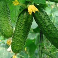 Огурец Три танкиста F1 за 10 сем.