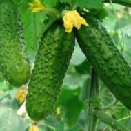 Огурец Три танкиста F1 за 10 сем.