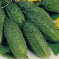 Огурец Феникс
