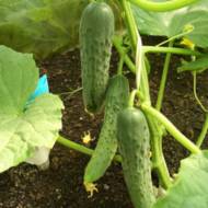 Огурец Феникс плюс