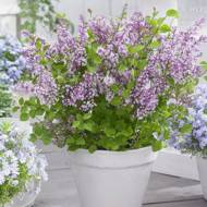 Саджанець Бузок Мейєра Flowerfesta в контейнері