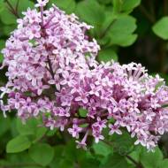 Саджанець Бузок Мейєра Flowerfesta в контейнері