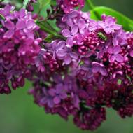 Саджанець Бузок Конго в контейнері