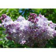 Бузок Marchal Lannes в контейнері