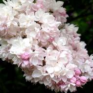 Саджанець Бузок Красуня в контейнері