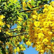 Саджанець Карагана деревовидна в контейнері