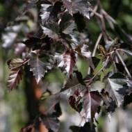 Саджанець Береза плакуча Purpurea в контейнері