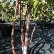 Саджанець Береза чорна в контейнері