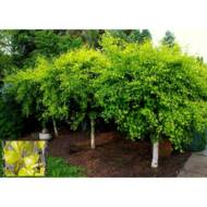 Саджанець Береза Aurea в контейнері