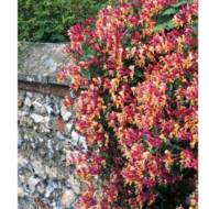 Саджанець Жимолость Капріфоль Heckrotti Goldflame в контейнері