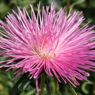 Айстра Ельза (гольчата) за 0,3 г