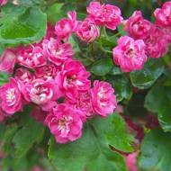 Саджанець Глід Пауль Скарлет в контейнері