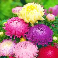 Айстра суміш Піоновидна за 0,3 г