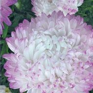 Айстра Яблунева (піоновидна) за 0,3 г