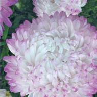 Айстра Яблунева (піоновидна) за 0,3 г