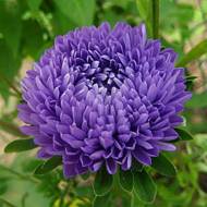 Айстра Міледі (хризантемоподібна) за 0,3 г