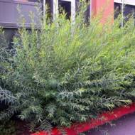 Саджанець Верба пурпурна в контейнері