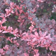 Саджанець Барбарис Тунберга Pink queen в контейнері