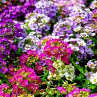 Алісум суміш за 0,1 г